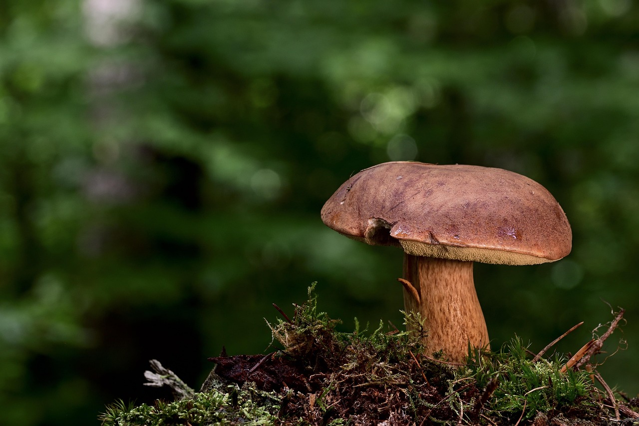 Mushroompus
