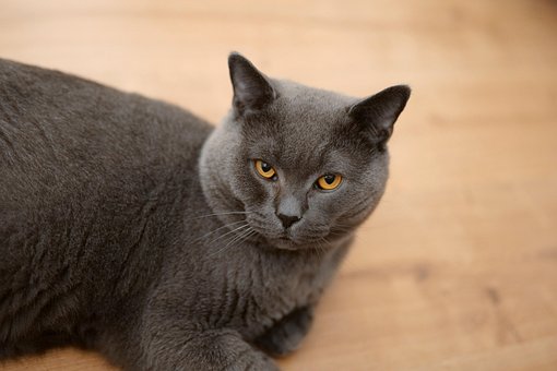 超过100 张关于 黄猫 和 猫 的免费图片 Pixabay 超过100 张关于 黄猫 和 猫 的免费图片 Pixabay