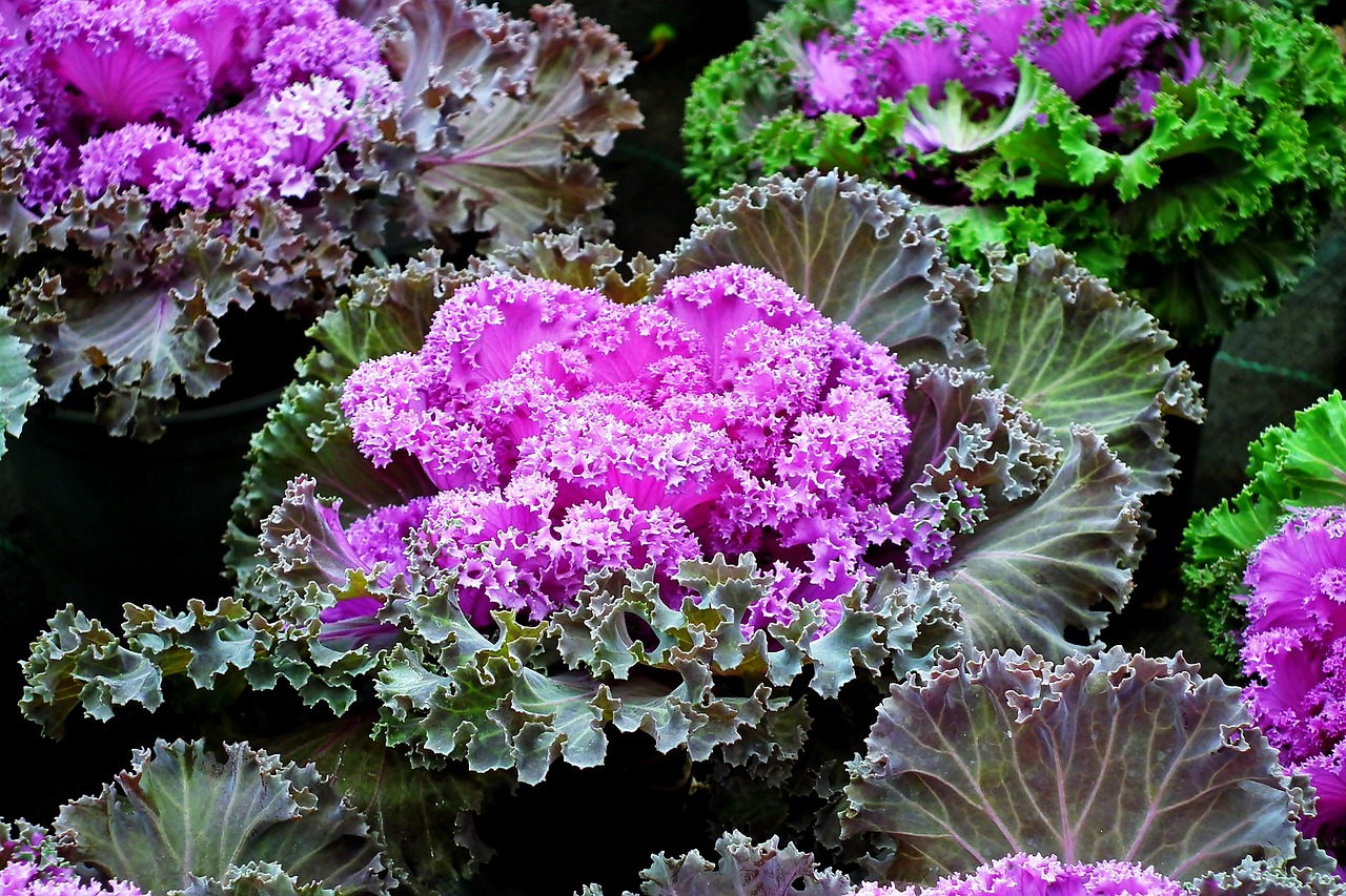 Cabbage Ornamental Garden Free photo on Pixabay Pixabay