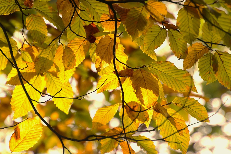 Goes Away Autumn Beech Free Photo On Pixabay Pixabay
