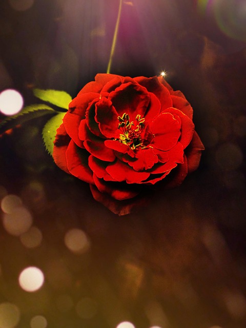 Free Rose Red photo and picture