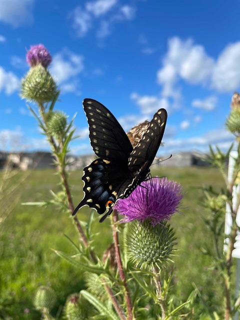 Free Butterfles Butterfly photo and picture