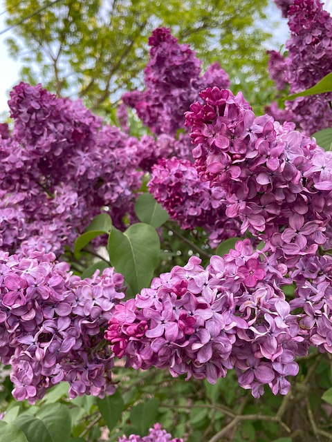 Free Lilac Flower Lilac photo and picture