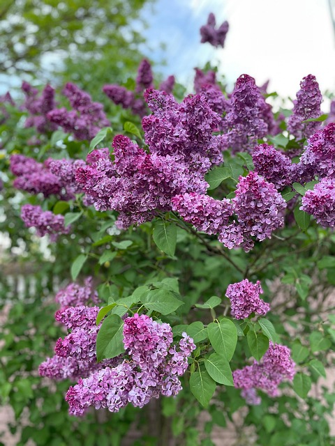 Free Lilac Flower Lilac photo and picture