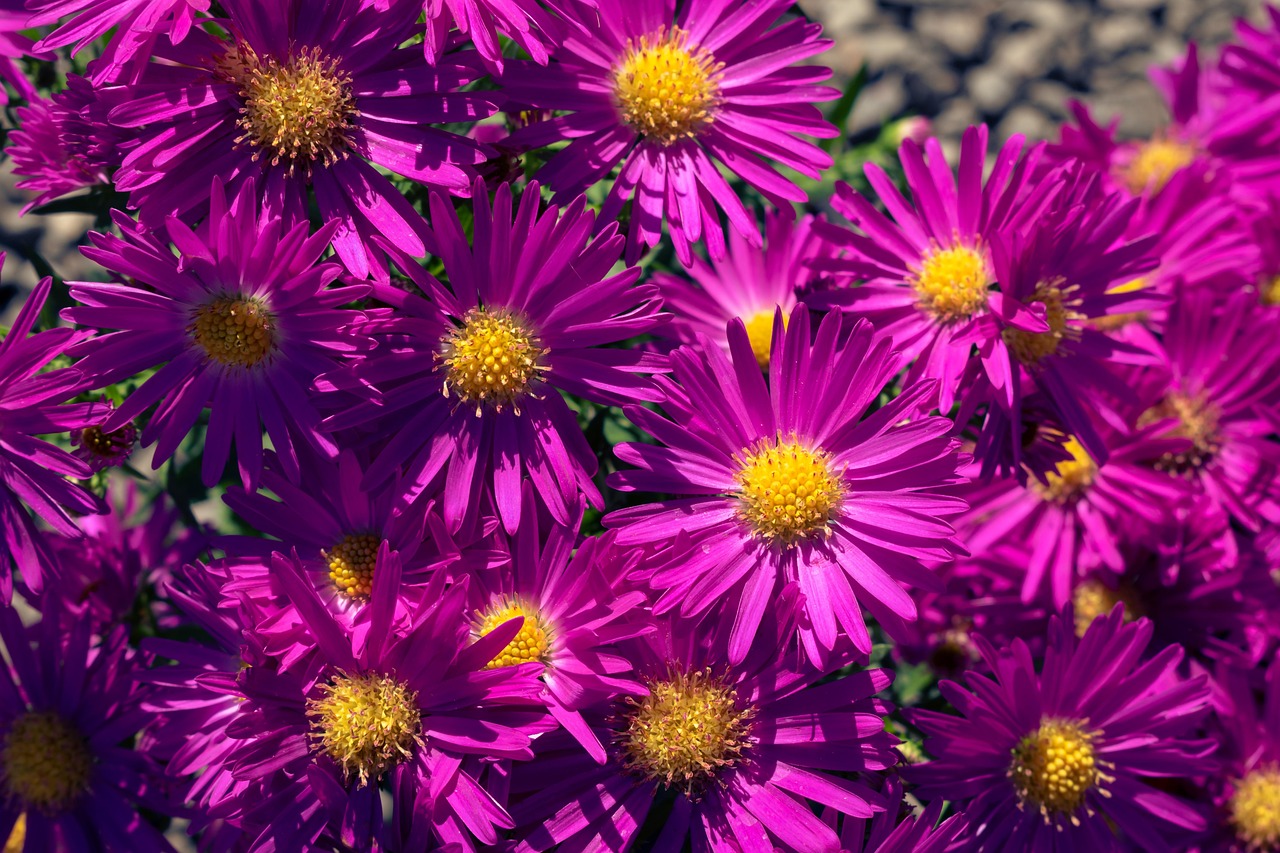 New England Asters Purple Flowers Free photo on Pixabay Pixabay