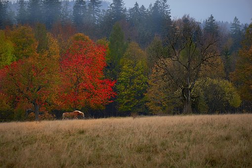 Free Horse Autumn photo and picture
