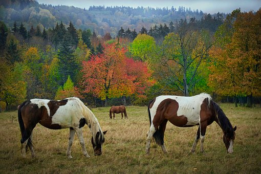 Free Horses Animals photo and picture