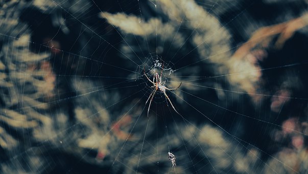Aranha, Teia De Aranha, Inseto, Natureza