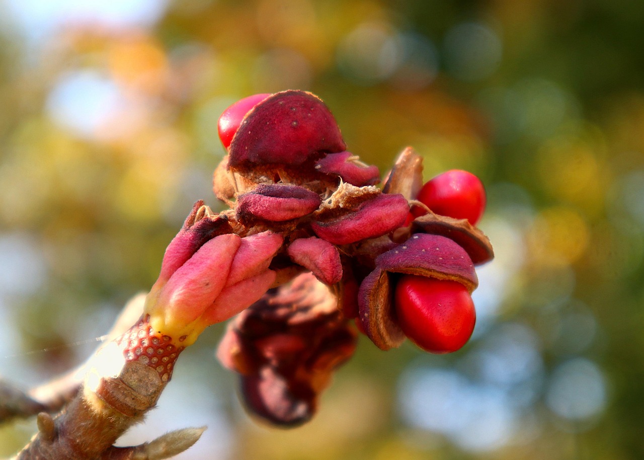 kirschlorbeer novita düngen Kirschlorbeer Novita (Prunus laurocerasus 'Novita') | 125-150 cm mit  Wurzelballen main image 1