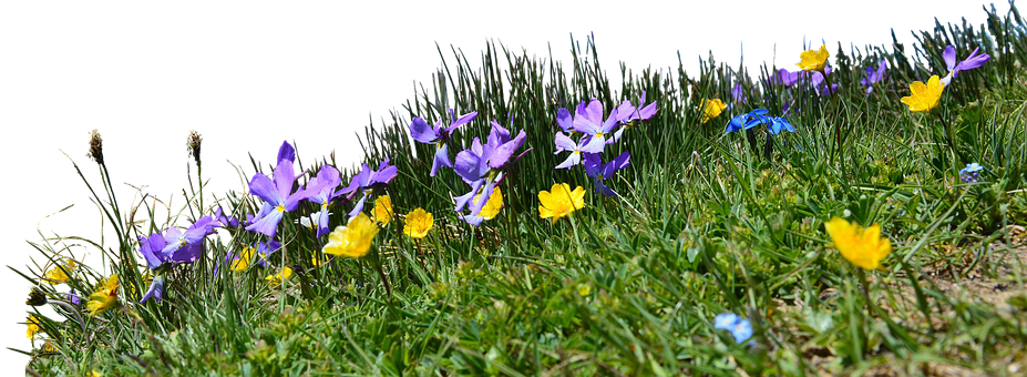 Free Meadow Flowers illustration and picture