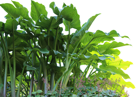 Free Plants Leaves photo and picture