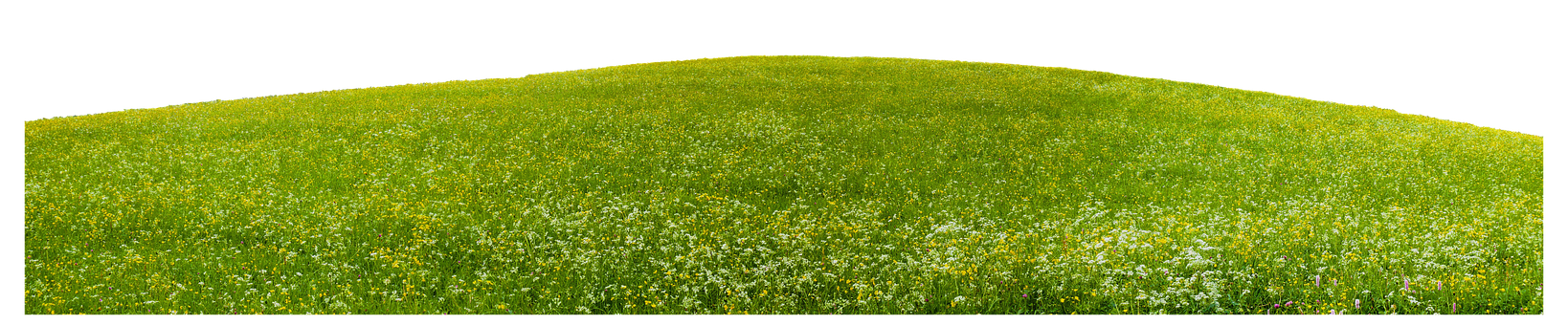Free Meadow Prairie illustration and picture