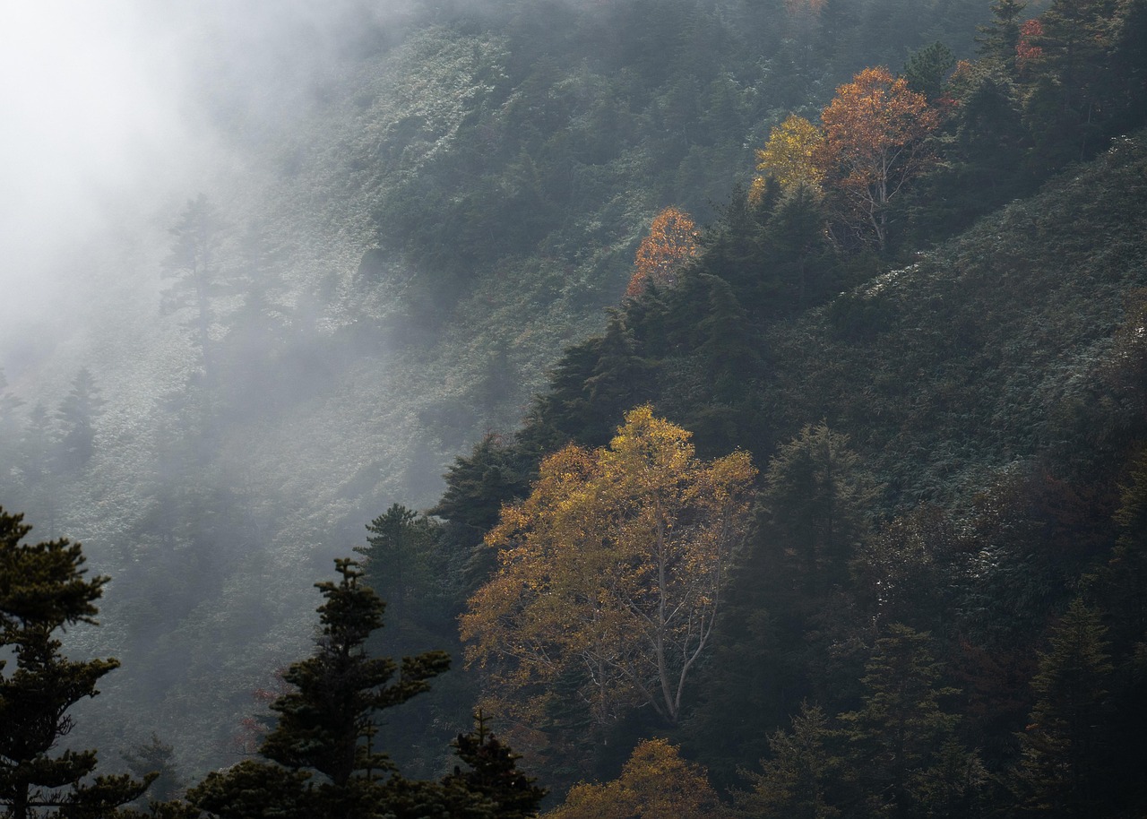 Trees - free online jigsaw puzzle photo