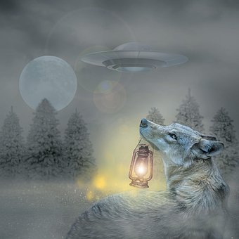 Wolf, Tierwelt, Ufo, Raumschiff, Mond