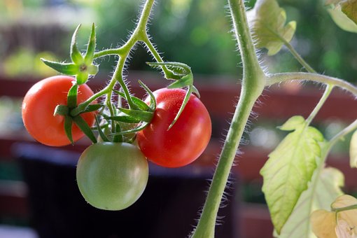 Free Tomatoes Fruits photo and picture