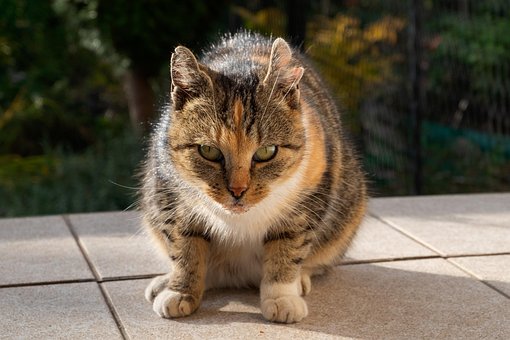 Free Cat Animal photo and picture