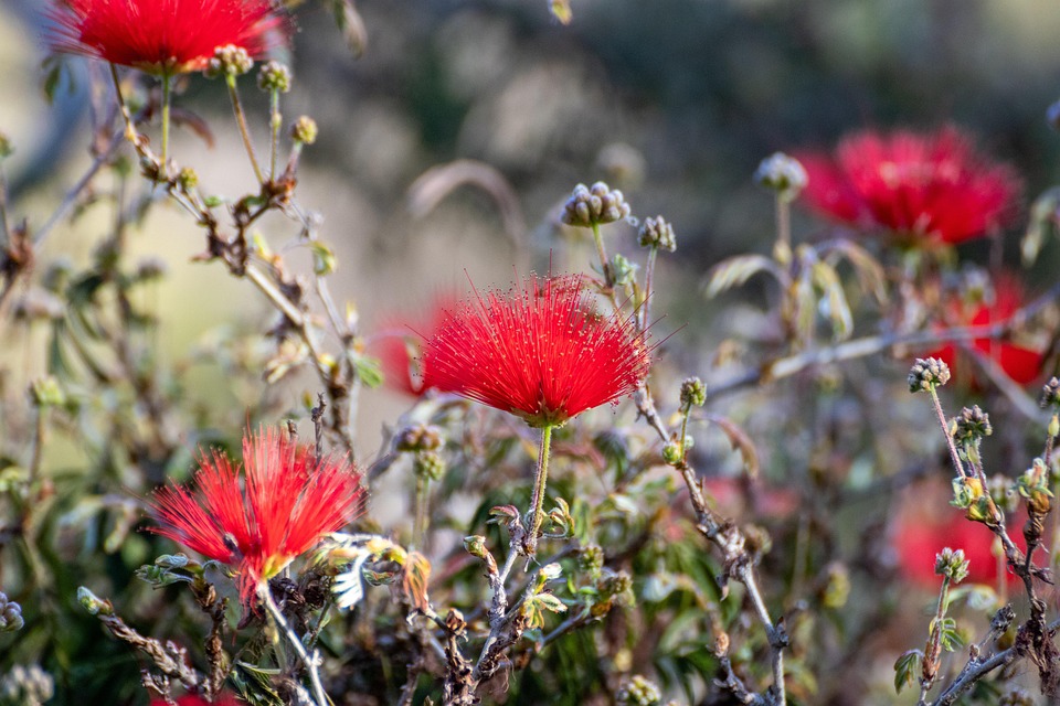 Baja Fairy Duster Flowers Plants - Free photo on Pixabay - Pixabay