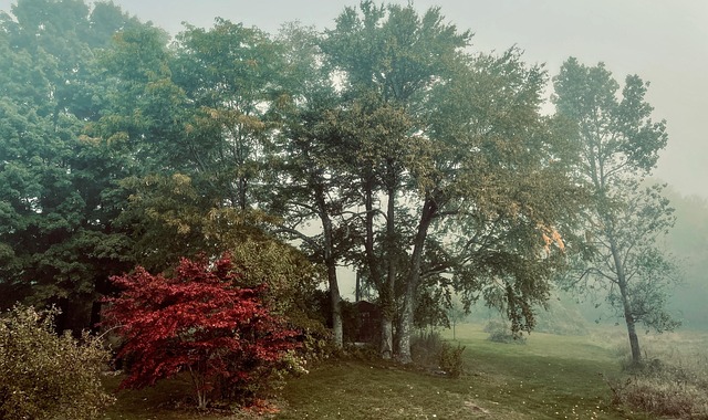Boom, Natuur, Landschap, Val, Herfst