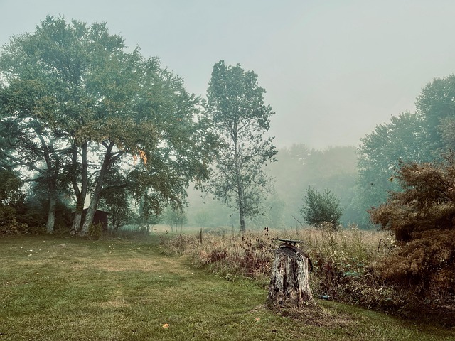 Boom, Natuur, Boerderij, Landschap, Val