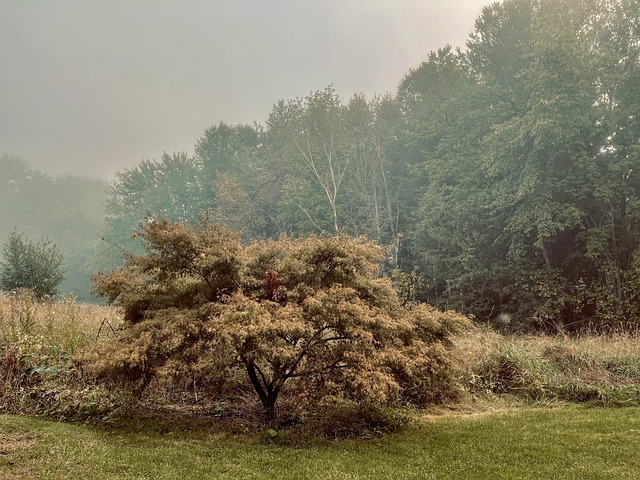 Boom, Natuur, Landschap, Val, Herfst