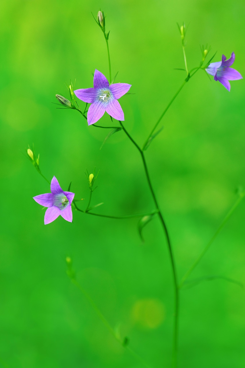 Campánula Patula Flor Planta Foto gratis en Pixabay Pixabay