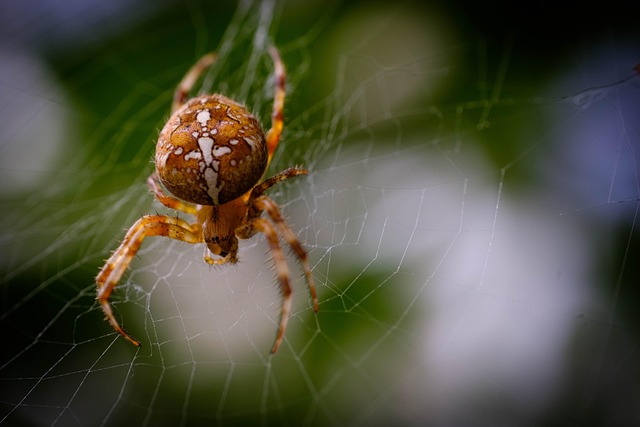 Araña Web Arácnido - Foto gratis en Pixabay - Pixabay