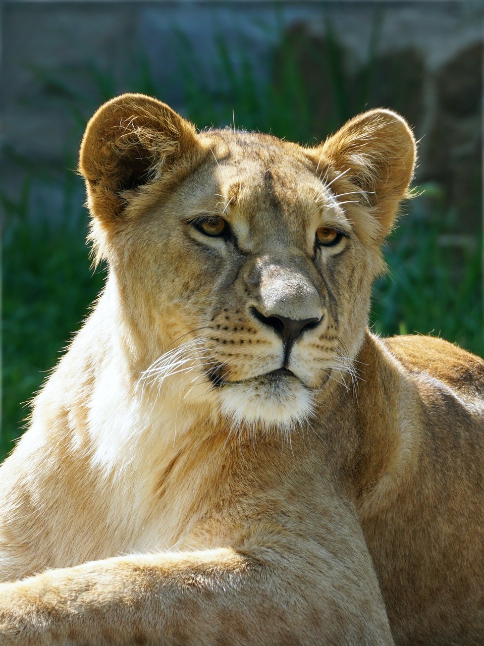 1 000 Free Lionesses Lioness Images Pixabay