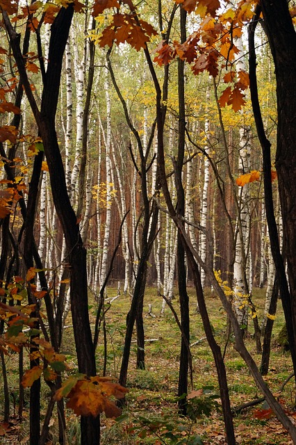 Cair, Floresta, Bétulas, Folhas, Outonal