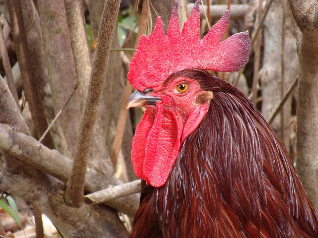 Free Animal Chicken photo and picture
