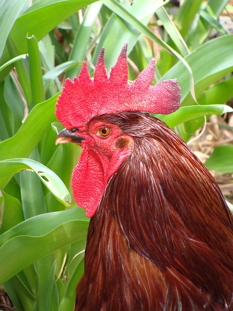 Free Red Rooster Redneck Rooster photo and picture