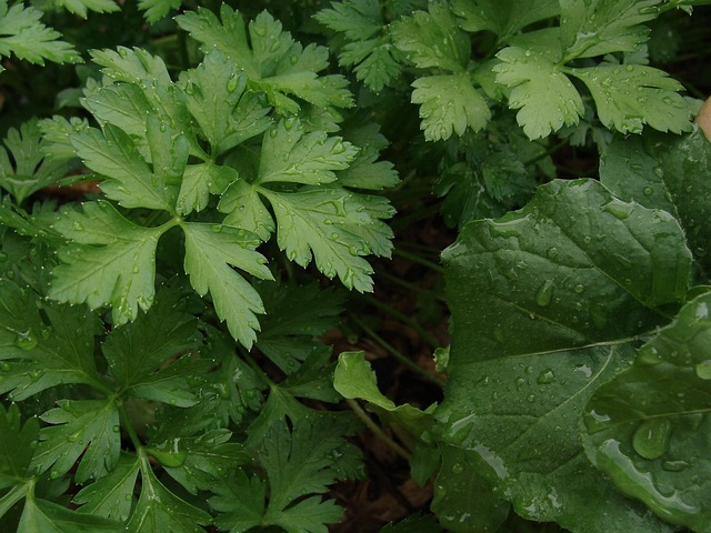 Free Parsley Vegetable Garden photo and picture