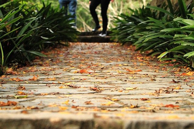 Free Trail Leaves photo and picture