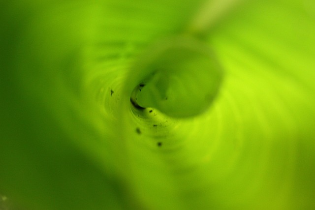 Free Plant Bloom photo and picture