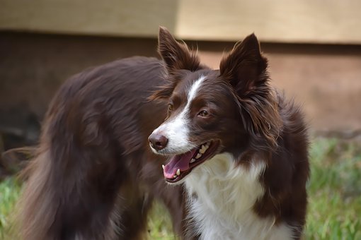 800以上の無料ボーダーコリー 犬画像 Pixabay