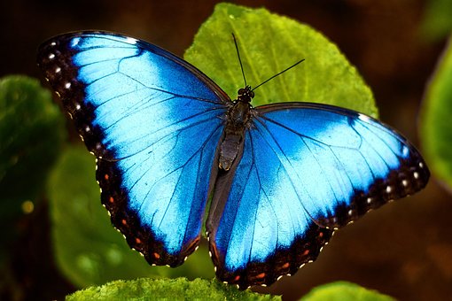 Free Butterfly Wings photo and picture