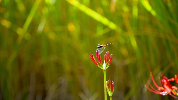 Libélula Vermelha, Colheita, Usd, Arroz