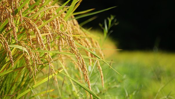 Arroz, Outono, Colheita, Zona Rural