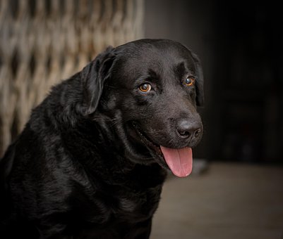 Labrador, Pes, Príroda, Domáce Zviera
