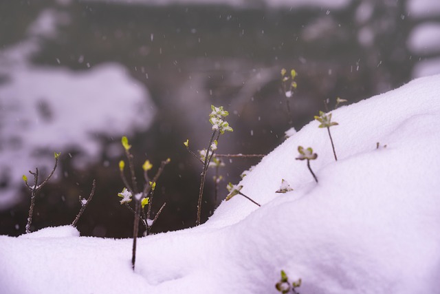 Free Snow Grass photo and picture
