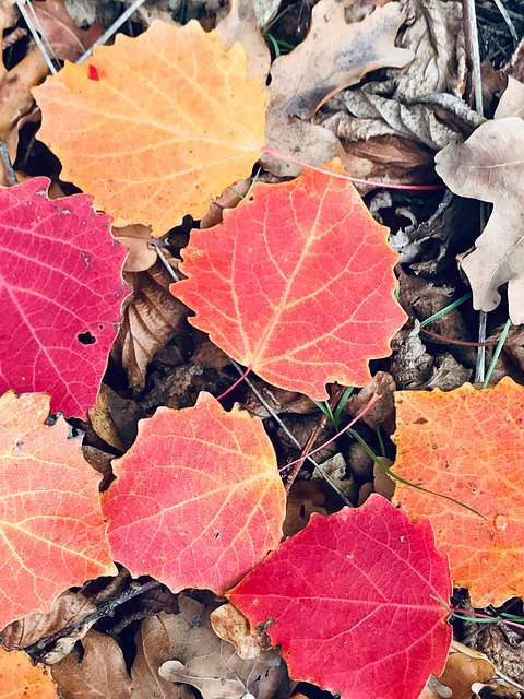 Free Fall Leaves photo and picture