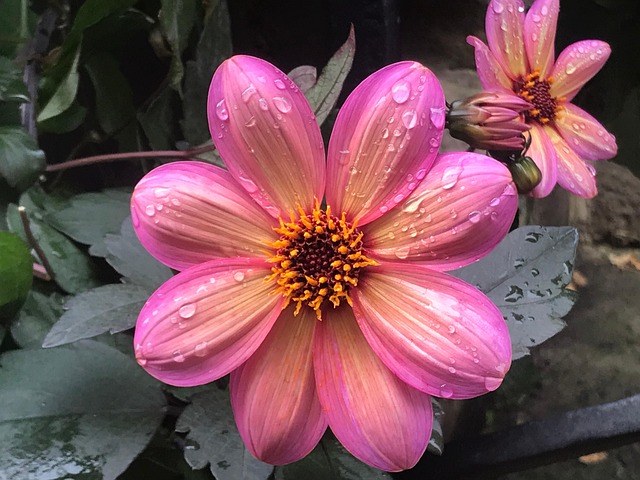 Free Blossom Bloom photo and picture