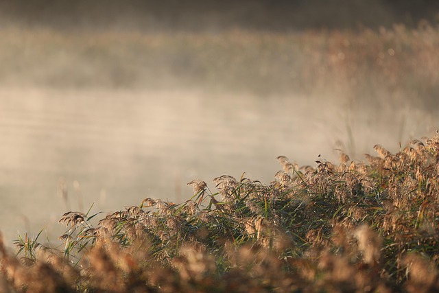 Download free HD stock image of Fog Lake Free Fog Lake photo and picture