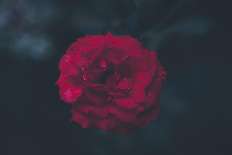 Rotting Roses Background Rose Rote Blühen In - Kostenloses Foto auf Pixabay - Pixabay