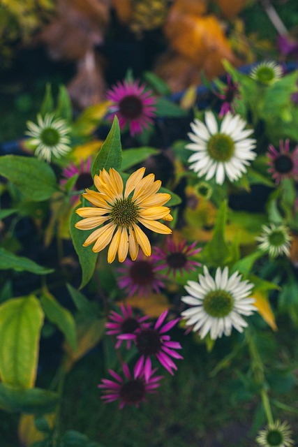 Blume, Garten, Herbst, Farben, Blüte