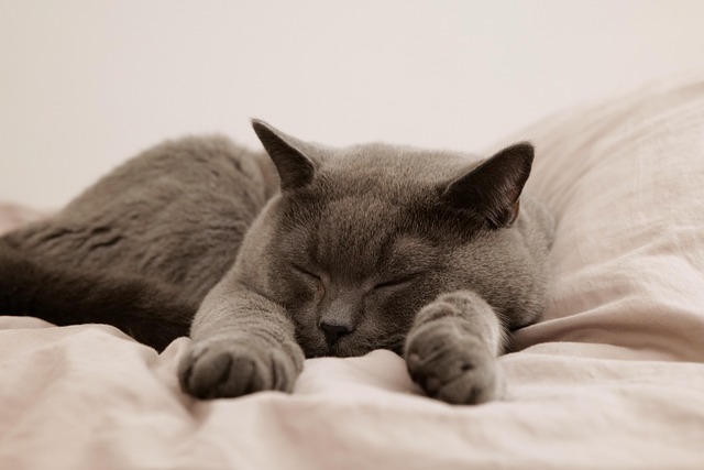 Free Cat Pet photo and picture Free Cat Pet photo and picture