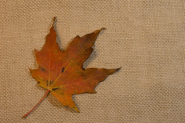 Nature Autumn Finds Maple - Free photo on Pixabay - Pixabay