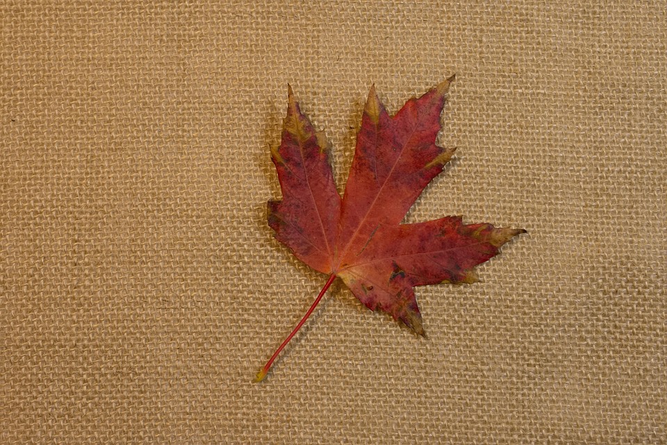 Nature Autumn Finds - Free photo on Pixabay