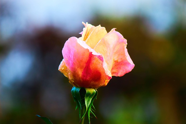 Free Rose Flower Wallpaper photo and picture