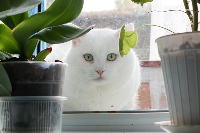 Katze, White, Tier, Sicht, Blumen
