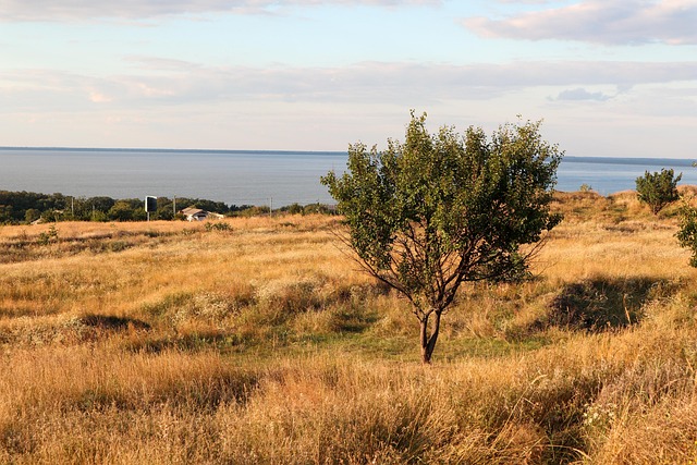 Feld, Gras, Meer, Baum, Hügel, Herbst